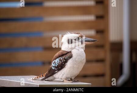 Kookaburra at Jimmys Beach Australia Stock Photo