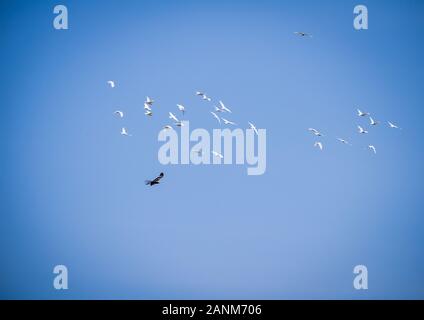 Eagle chasing Cockatoos Stock Photo
