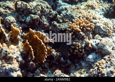 Anampses lineatus underwater in the ocean of egypt, underwater in the ocean of egypt, Anampses lineatus underwater photograph underwater photograph, Stock Photo
