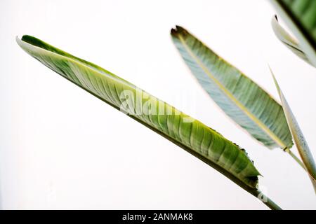 Ornamental graphic green leaves in high contrast white background. Stock Photo