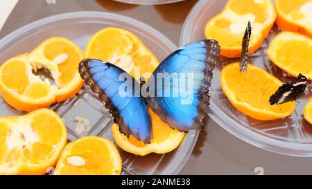 close-up side view of a blue brown Morpho peleides butterfly drinks nectar on citrus fruits. Butterfly on oranges. Stock Photo