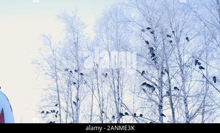 gray pigeons stood on a branch with white snow. A flock of birds close-up. animals in the winter season. Frosty trees in frosty winter. Stock Photo