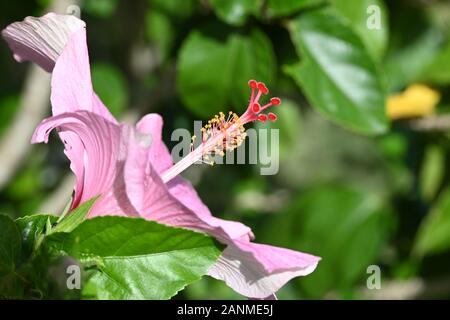 Flor de maga (Thespesia grandiflora) flower. Stock Photo