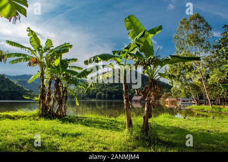 Banana trees on lawn,The background of mountains and water. Stock Photo