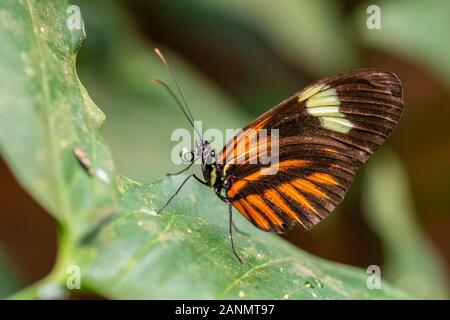 Common Postman - Heliconius melpomene, beautiful colored brushfoot butterfly from Central American meadows and forests, Mexico. Stock Photo