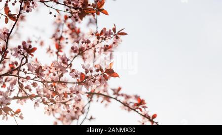 Spring background. Small flowers on branch says spring is coming. Stock Photo