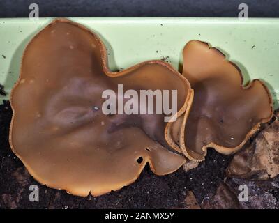 Fungus identified as Peziza repanda (also known as Palomino cup or recurved cup), growing in an over-watered gardening container Stock Photo