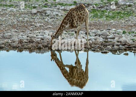 A giraffe drinking at an Etosha Waterhole in the evening light. Stock Photo