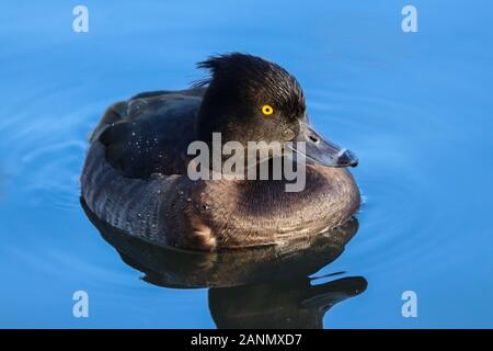 Adult female Tufted Duck (Aythya fuligula) swimming on clear blue water.  Taken at my local park in Cardiff, Wales, UK Stock Photo