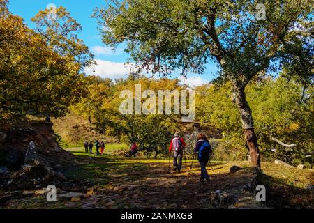 Hikers doing a nature walk between cork oaks. Natural Park Sierra de Grazalema, Cadiz province, southern Andalusia. Spain Europe Stock Photo