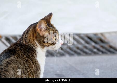 Domestic cat on a street in the white town of Mijas Pueblo (Felis Silvestris Catus). Costa del Sol, Malaga province, southern Andalusia. Spain Europe Stock Photo
