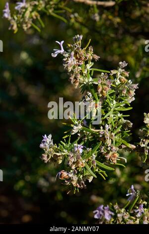Rosemary plant in flower (Rosmarinus Officinalis). Mijas Mountains, Costa del Sol. Malaga province, southern Andalusia. Spain Europe Stock Photo