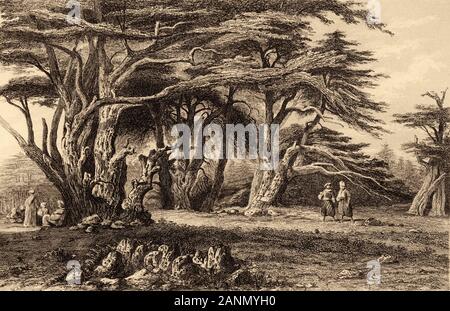 The cedars of Lebanon. Old engraving by Lemaitre published in L'Univers Syria, in 1841. History of the ancient Syria Stock Photo