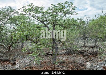 Mopane woodland in Etosha, Namibia Stock Photo