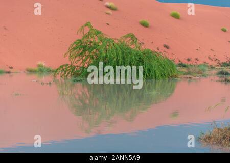 Green pea tree in the United Arab Emirates flooded in the storm rain water contrasted with orange sand in background and dark sky reflection. Stock Photo