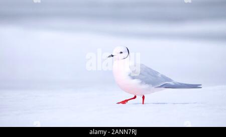 Ross's Gull, Rhodostethia rosea, in full breeding plumage, walking on the ice in Barrow, Alaska during the time of the midnight sun Stock Photo