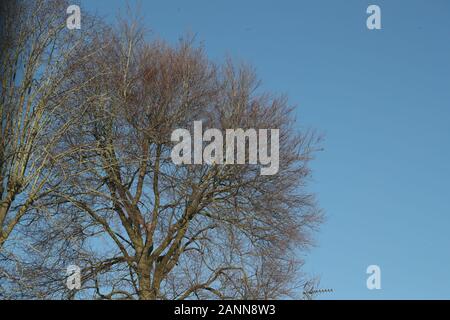 Leafless tree against blue sky Stock Photo