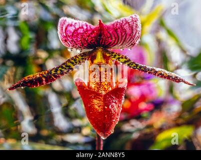 Paphiopedilum, often called the Venus slipper, is a genus of the lady slipper orchid subfamily Cypripedioideae of the flowering plant family Orchidace Stock Photo