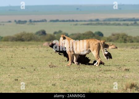 Lions belonging to double cross pride enjoying a fresh kill in the plains of Africa inside Masai Mara National Reserve during a wildlife safari Stock Photo