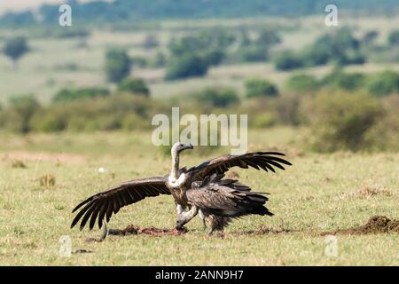 A group of vultures eating a fresh kill abandoned by hyenas in the plains of Masi Mara National Reserve during a wildlife safari Stock Photo