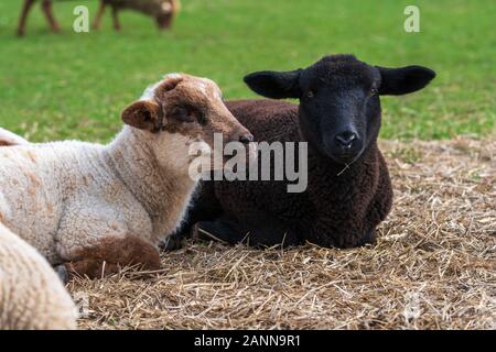 Portrait of cute white lamb and black lamb sitting on straw on green meadow in Germany. Concept of animal friendship, free-range husbandry, sheep farm Stock Photo