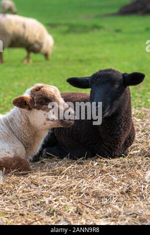Portrait of cute white lamb and black lamb sitting on straw on green meadow in Germany. Concept of animal friendship, free-range husbandry, sheep farm Stock Photo