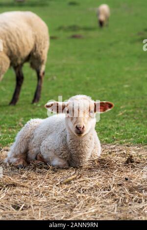 Close-up portrait of one little white and brown lamb sitting on straw on a green meadow and curiously looking at the camera. Free-range husbandry Stock Photo