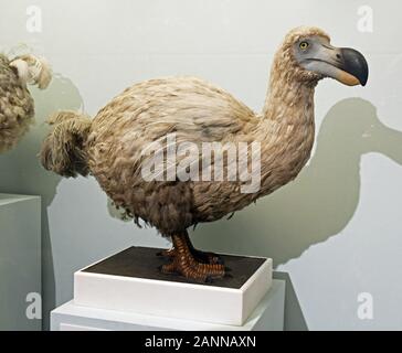 Dodo at the Natural History Museum, London, England, UK Stock Photo