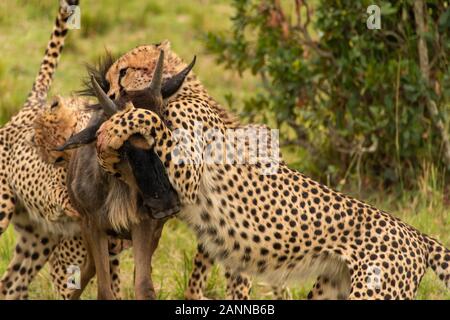 Cheetahs hunting a wildebeest in the plains of Africa inside Masai Mara National Reserve during a wildlife safari Stock Photo
