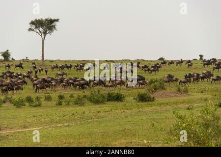 A herd of GNUs grazing in the plains of Masai Mara National Reserve during a wildlife safari
