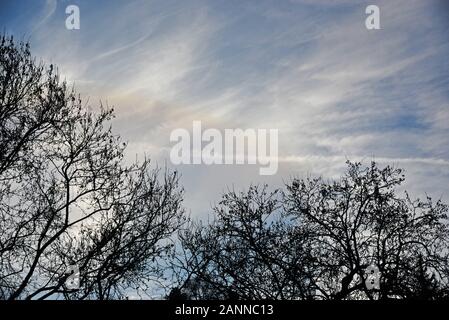 Cirrus clouds high up in the sky on a cold winter day along with the contrail of an aeroplane that has passed, behind tree tops. Stock Photo