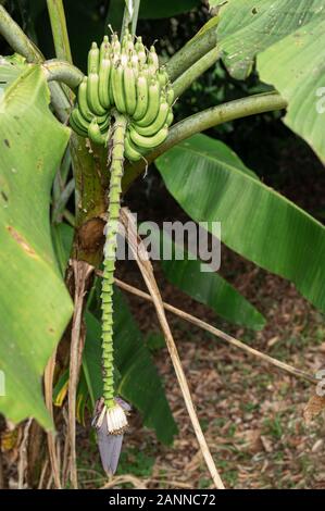 Picture of a banana tree - focus on the fruits Stock Photo