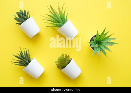 Flat lay of various house potted plants on yellow background minimal creative home decor concept. Stock Photo