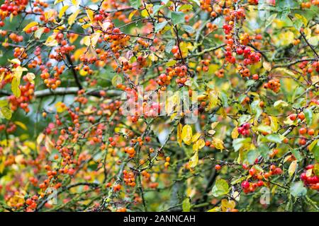 Ornamental apple tree with apples, Malus Everest in autumn Stock Photo