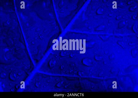 Close-up of blue leaf with drops of water. Classic blue color Stock Photo