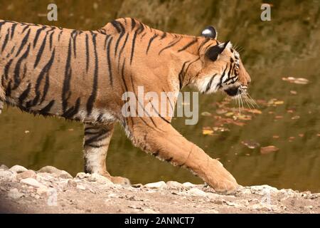 A closeup picture of female Bengal tiger walking across waterhole and looking for prey Stock Photo
