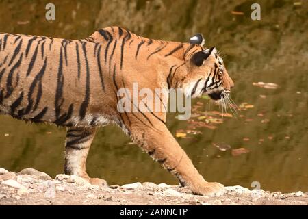 A closeup picture of female Bengal tiger walking across waterhole and looking for prey Stock Photo