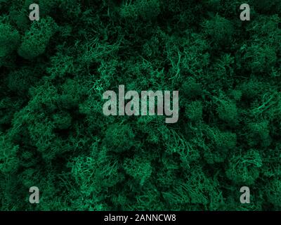 Green moss in forest close-up, toned photo Stock Photo