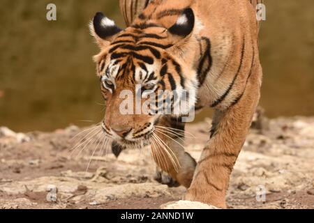 A headon image of  female Bengal tiger walking across waterhole and looking for prey Stock Photo