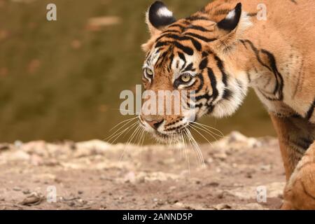 A portrait image of  female Bengal tiger walking across waterhole and looking for prey Stock Photo