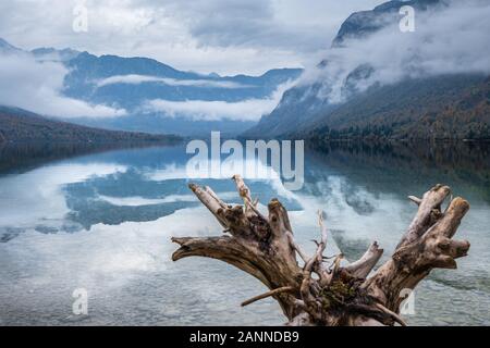 Magic picturesque cloudy sky reflection in water of Bohinj lake. Driftwood root in the front. Beautiful view of misty forest hills in autumn morning m Stock Photo