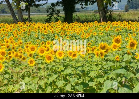 Field of sunflowers in the Emporda, Catalunya, Costa Brava, Spain Stock Photo