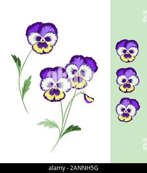 Spring Pansy Flowers. Wild Violet. Summer Colorful Heartsease. Vector Hand Drawn Flower With Leaves And Bud. Stock Vector