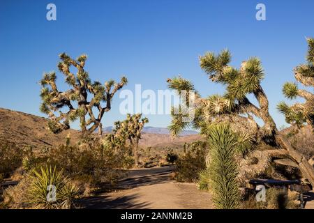 Pathway Between Joshua Trees In High Desert Stock Photo