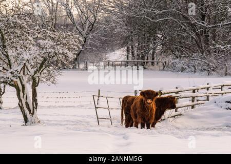 Two highland cattles in the snow, one looks into the camera. Brilon, Germany Stock Photo