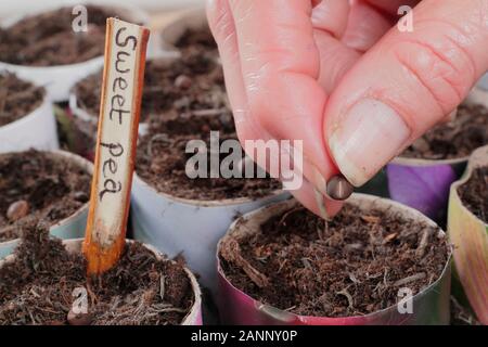 Lathyrus odoratus. Sowing sweet pea seeds in paper pots in autumn. UK Stock Photo