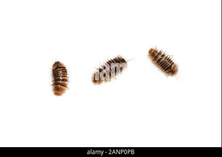 Several Anthrenus museorum museum beetles larva isolated on white background Stock Photo