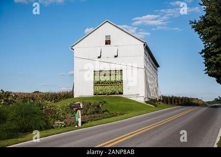 amish tobacco barn Old white barn with tobacco leaves drying on an Amish farm, Lancaster  County, Pennsylvania, USA, tobacco crop farm farmland American barn, 8.62MB  300p Stock Photo