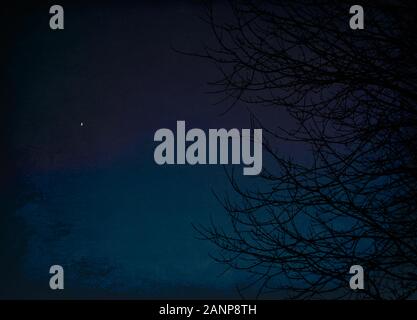 A winter tree is silhouetted against a blue night sky with the planet Venus shining bright Stock Photo