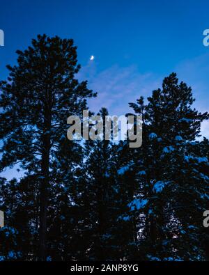 Winter scene during twilight hour at the forest with pine trees in silhouette, snow scattered through the tree branches, and a moon in the blue sky. Stock Photo